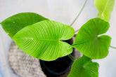 Homalomena sp. "yellow form"